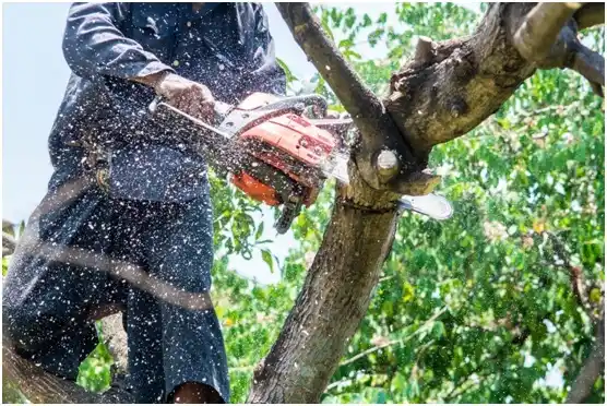tree services Bowling Green